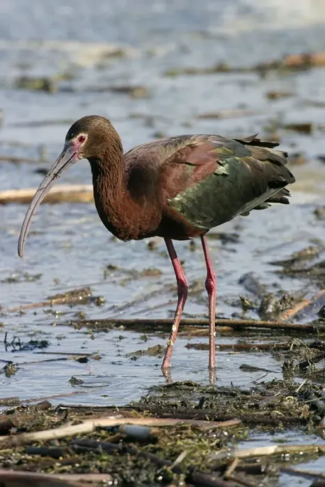 Framed Print : White-faced Ibis Framed Print : White-faced Ibis