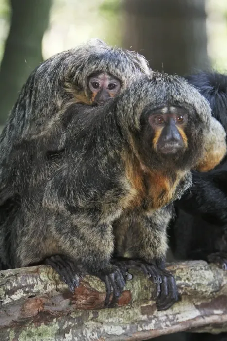 Framed Print : White-faced Saki - female with baby, distribution - Brazil, French Guiana, Venezuela, Suriname Framed Print : White-faced Saki - female with baby, distribution - Brazil, French Guiana, Venezuela, Suriname