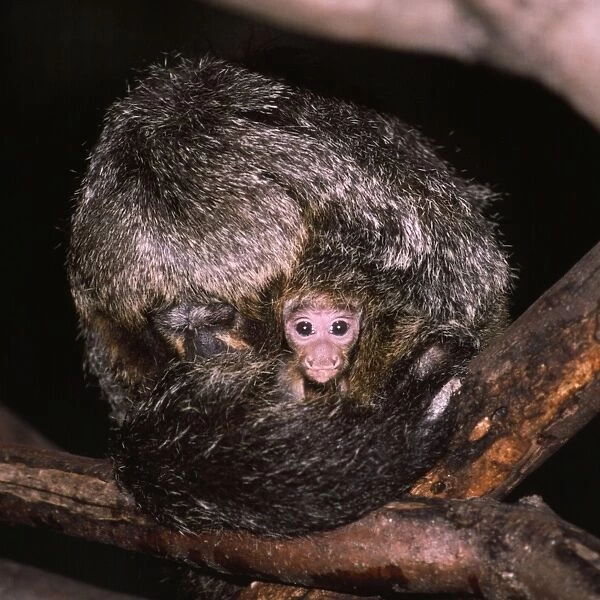 White-faced Saki Monkey - mother with baby peering out - South America