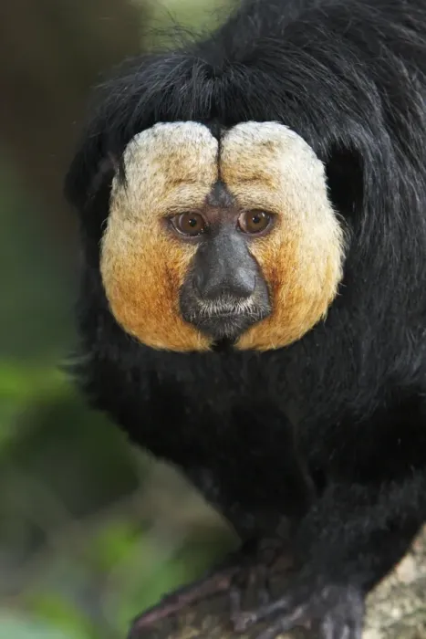 Framed Print : White-faced Saki - portrait of male, distribution - Brazil, French Guiana, Venezuela, Suriname Framed Print : White-faced Saki - portrait of male, distribution - Brazil, French Guiana, Venezuela, Suriname