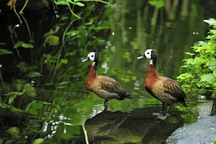 Framed Print : White-faced Whistling Duck - Masoala National Park - Madagascar Framed Print : White-faced Whistling Duck - Masoala National Park - Madagascar