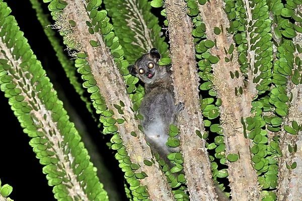 White-footed Sportive Lemur - on Alluaudia spiny plant - Berenty Private Reserve - Southern Madagascar