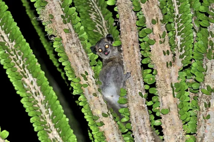 Framed Print : White-footed Sportive Lemur - on Alluaudia spiny plant - Berenty Private Reserve - Southern Madagascar Framed Print : White-footed Sportive Lemur - on Alluaudia spiny plant - Berenty Private Reserve - Southern Madagascar