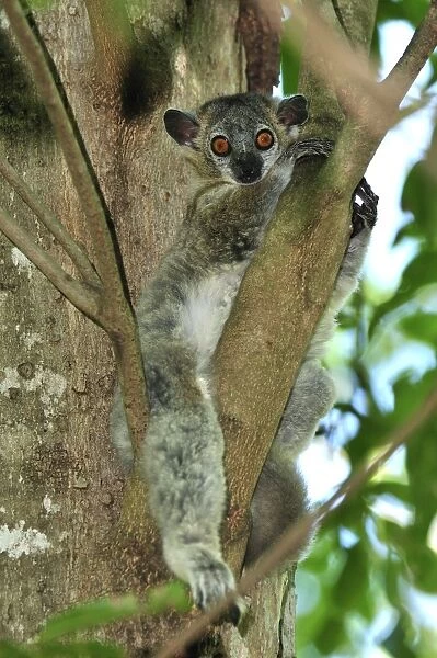White-footed Sportive Lemur - Berenty Private Reserve - Southern Madagascar