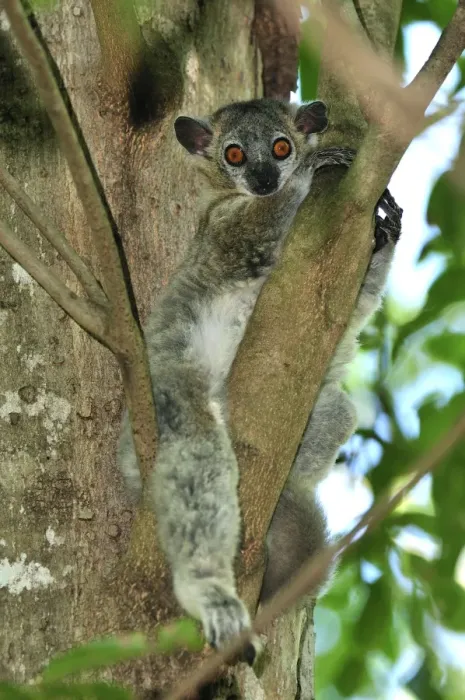 Framed Print : White-footed Sportive Lemur - Berenty Private Reserve - Southern Madagascar Framed Print : White-footed Sportive Lemur - Berenty Private Reserve - Southern Madagascar