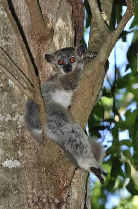 Framed Print : White-footed Sportive Lemur - Berenty Private Reserve - Southern Madagascar
