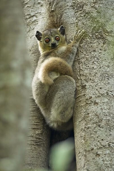White-footed Sportive Lemur - Climbing tree Berenty. Madagascar