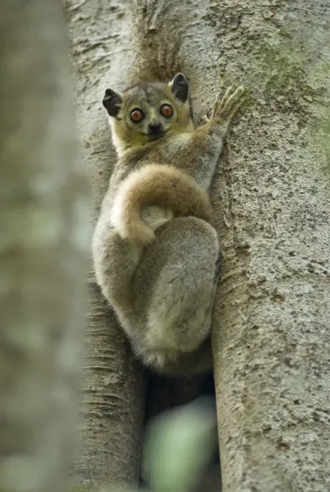 Framed Print : White-footed Sportive Lemur - Climbing tree Berenty. Madagascar Framed Print : White-footed Sportive Lemur - Climbing tree Berenty. Madagascar