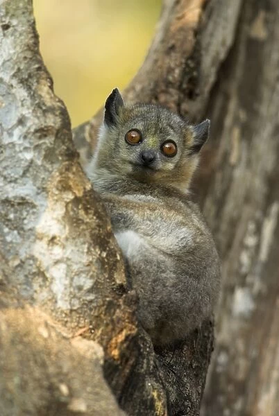 White-footed Sportive Lemur - In tree Berenty. Madagascar