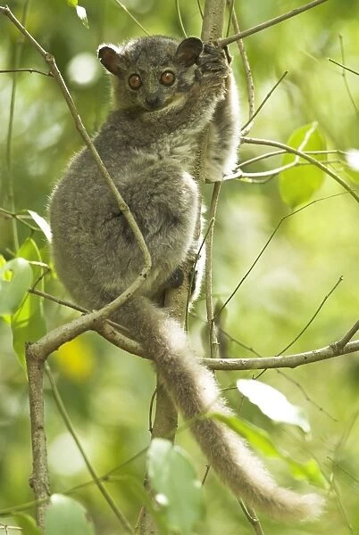 White-footed Sportive Lemur - In tree Berenty. Madagascar