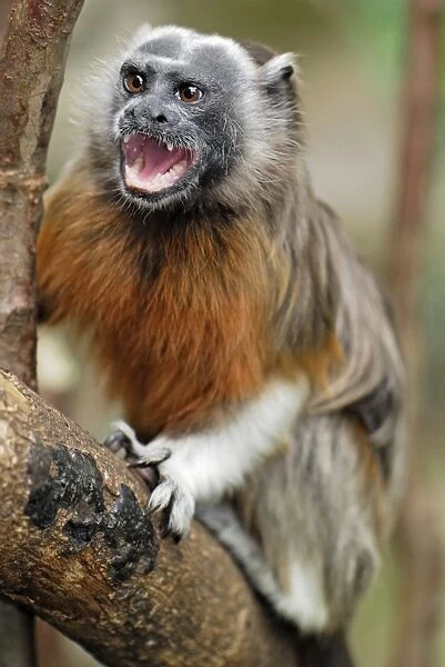 White-footed Tamarin  /  Silvery-brown Bare-faced Tamarin - Northern Colombia