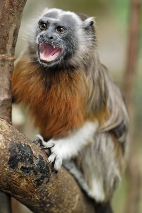 Framed Print : White-footed Tamarin / Silvery-brown Bare-faced Tamarin - Northern Colombia Framed Print : White-footed Tamarin / Silvery-brown Bare-faced Tamarin - Northern Colombia