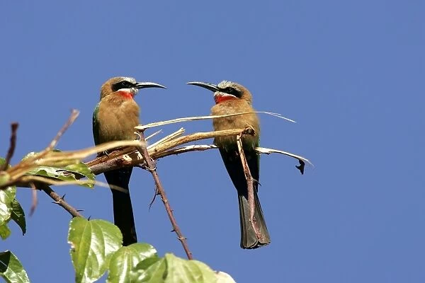 White-fronted Bee-Eater - two on branch. South Luangwa Valley National Park - Zambia - Africa