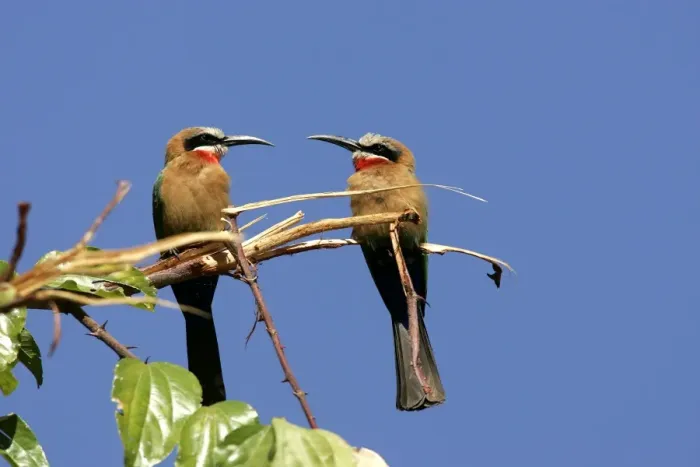 Framed Print : White-fronted Bee-Eater - two on branch. South Luangwa Valley National Park - Zambia - Africa Framed Print : White-fronted Bee-Eater - two on branch. South Luangwa Valley National Park - Zambia - Africa