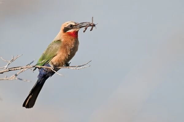 White-fronted Bee-Eater - with insect food in bill - Okavango River - Botswana