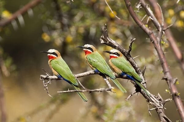 White-fronted Bee-eater - three sitting on branch - Mashatu Game Reserve - Botswana