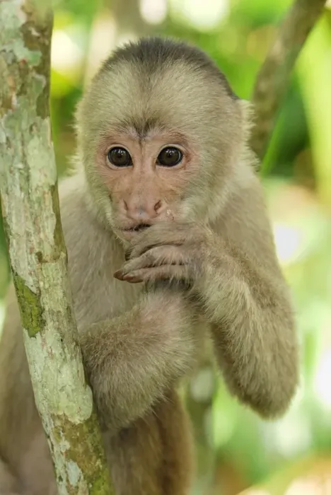 Framed Print : White-fronted Capuchin - Pacaya-Samiria Nationalpark - Iquitos - Peru Framed Print : White-fronted Capuchin - Pacaya-Samiria Nationalpark - Iquitos - Peru