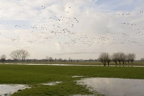 White-fronted geese in flight Above the forelands of the river IJssel, The Netherlands, in winter