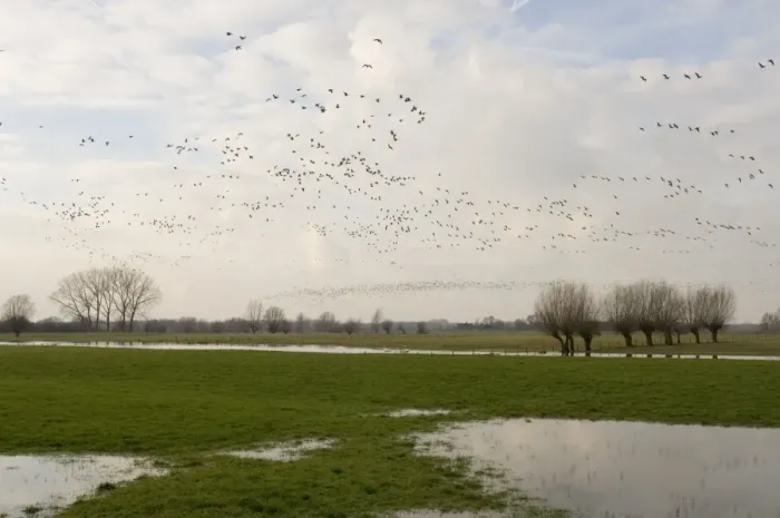 Framed Print : White-fronted geese in flight Above the forelands of the river IJssel, The Netherlands, in winter Framed Print : White-fronted geese in flight Above the forelands of the river IJssel, The Netherlands, in winter