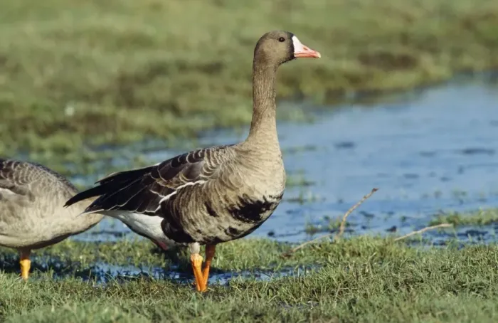 Framed Print : White-fronted Goose Framed Print : White-fronted Goose