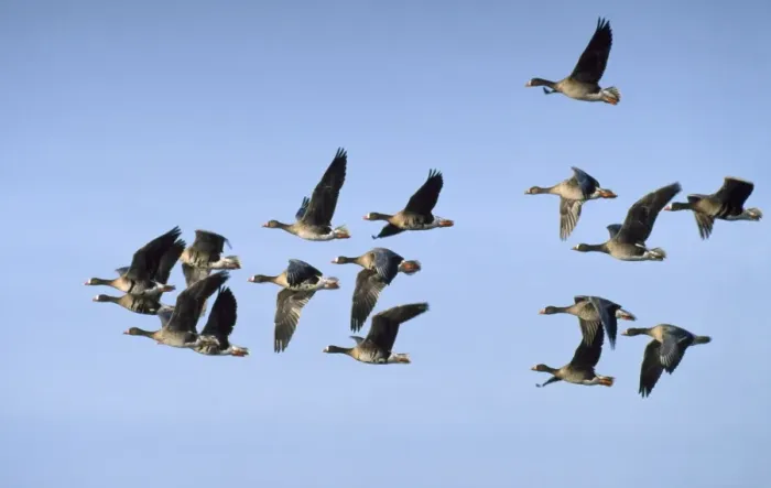 Framed Print : White-fronted Goose - flock in flight Framed Print : White-fronted Goose - flock in flight