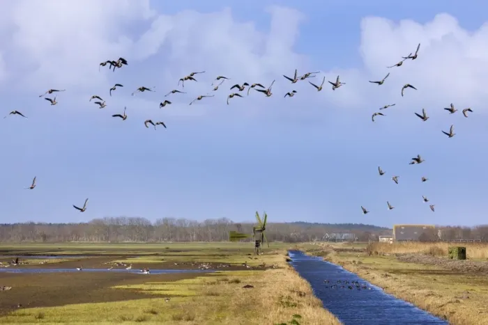 Framed Print : White-fronted Goose flying over nature reserve - Texel - island - Waalenburg - Netherlands Framed Print : White-fronted Goose flying over nature reserve - Texel - island - Waalenburg - Netherlands