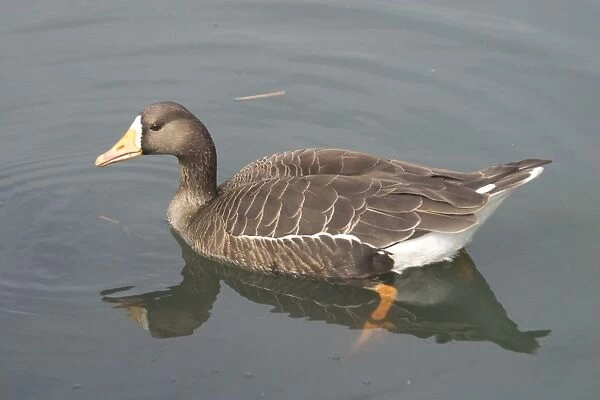 White-fronted Goose, swimming