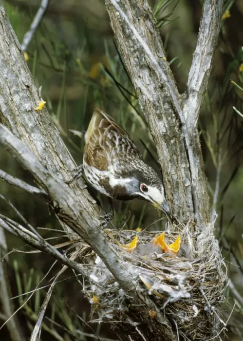 Framed Print : White-fronted Honeyeater - with young at nest Framed Print : White-fronted Honeyeater - with young at nest