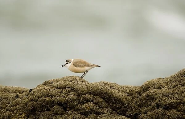 White Fronted Plover - foraging on a rock - Atlantic Coast - Namibia - Africa
