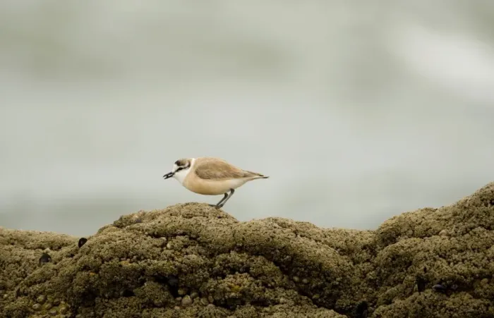 Framed Print : White Fronted Plover - foraging on a rock - Atlantic Coast - Namibia - Africa Framed Print : White Fronted Plover - foraging on a rock - Atlantic Coast - Namibia - Africa