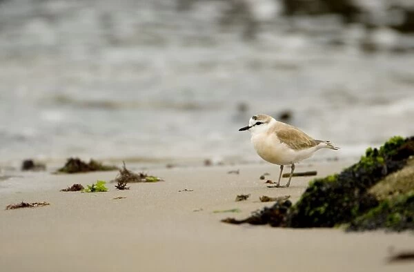White Fronted Plover - foraging along the shore line - Atlantic Coast - Namibia - Africa