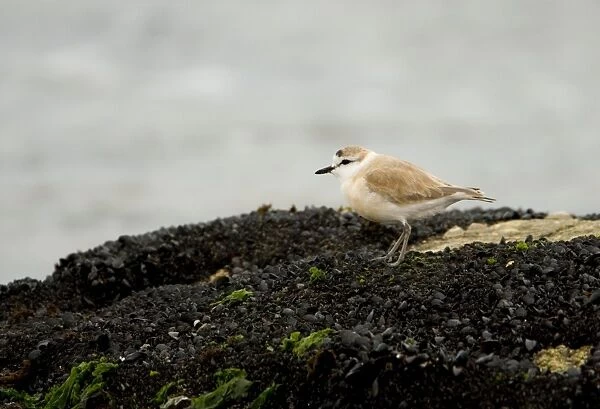 White Fronted Plover - standing on a rock covered in small black muscles - Atlantic Coast - Namibia - Africa