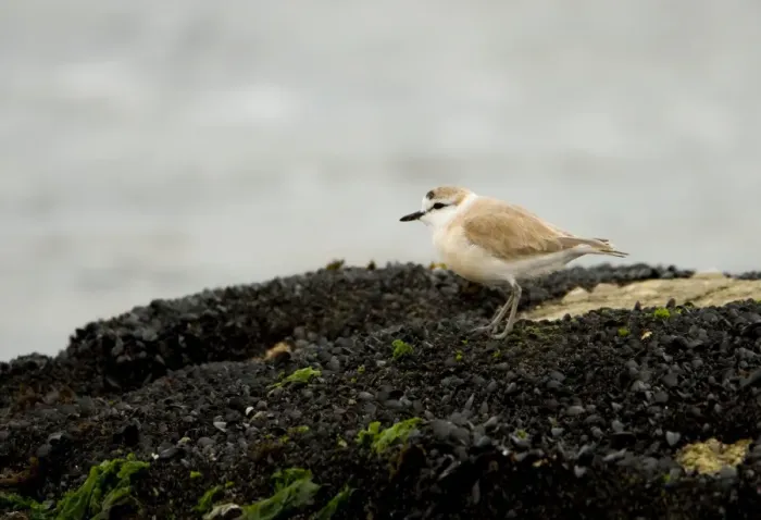 Framed Print : White Fronted Plover - standing on a rock covered in small black muscles - Atlantic Coast - Namibia - Africa Framed Print : White Fronted Plover - standing on a rock covered in small black muscles - Atlantic Coast - Namibia - Africa