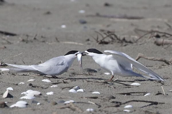 White-fronted Tern - courtship feeding - Ashley River estuary - Canterbury - New Zealand