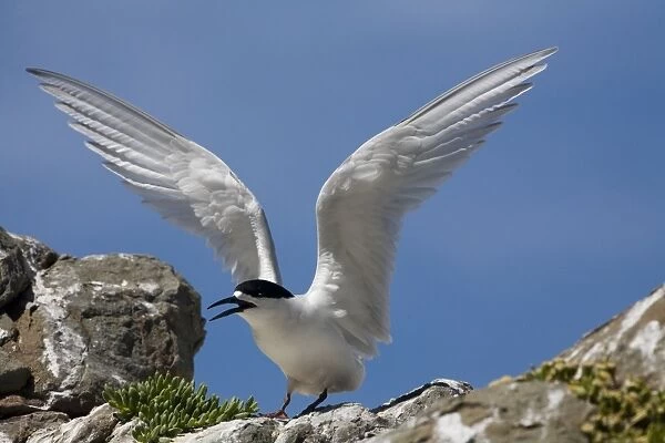 White-fronted Tern At Kaikoura on the east coast of the South Island of New Zealand
