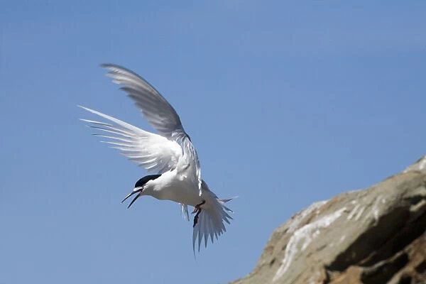 White-fronted Tern At Kaikoura on the east coast of the South Island of New Zealand