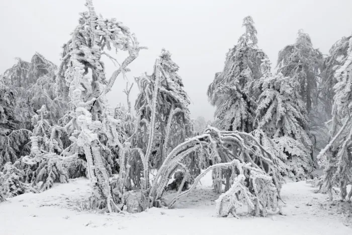 Framed Print : White Frost and Snow covered Trees - Ore Mountains - Germany Framed Print : White Frost and Snow covered Trees - Ore Mountains - Germany