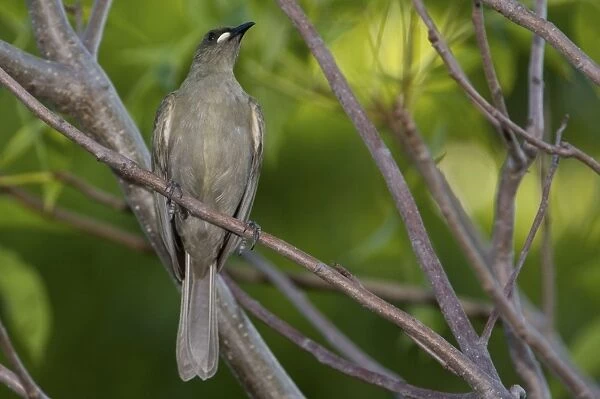 White-gaped Honeyeater Found from the Kimberley through northern Northern Territory and into far north Queensland. Inhabits lush riverside vegetation, mangroves and paperbark swamps. Sometimes in urban gardens
