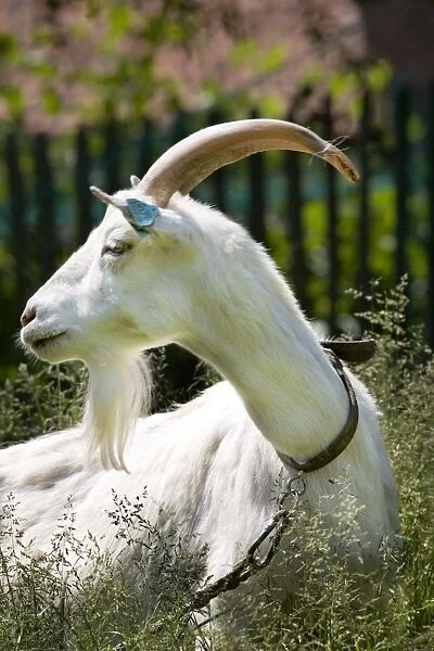 White goat - in garden