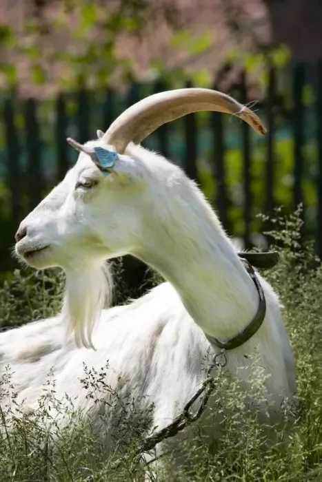 Framed Print : White goat - in garden Framed Print : White goat - in garden
