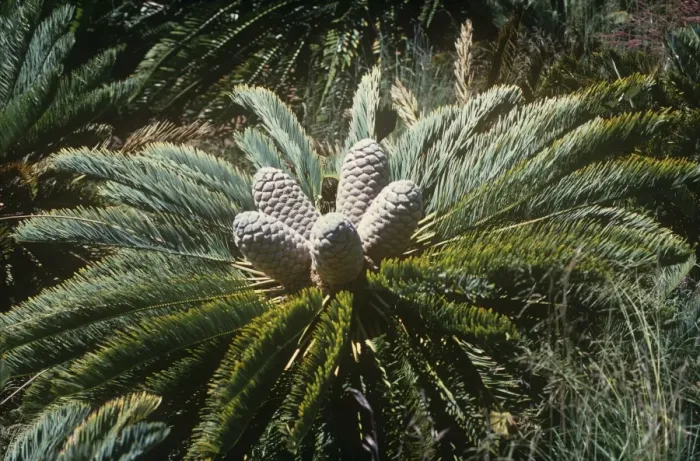 Framed Print : White-haired Cycad Framed Print : White-haired Cycad