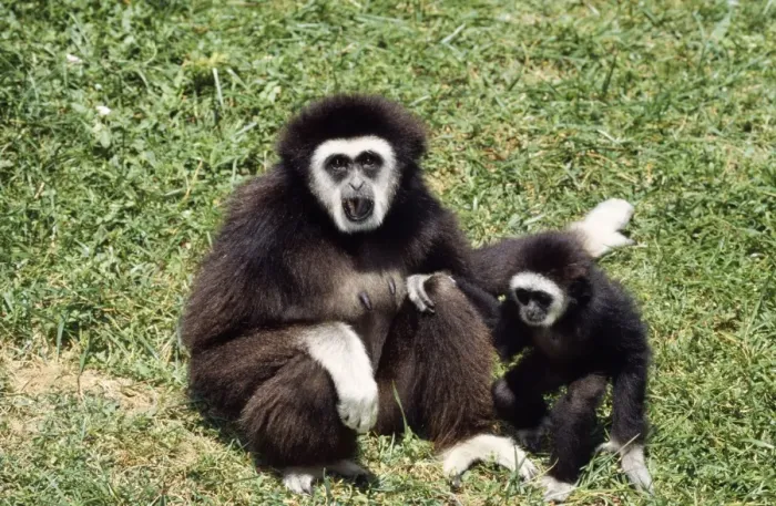 Framed Print : White-handed Gibbon - & baby Framed Print : White-handed Gibbon - & baby