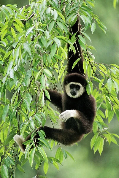White-handed Gibbon - hanging in tree