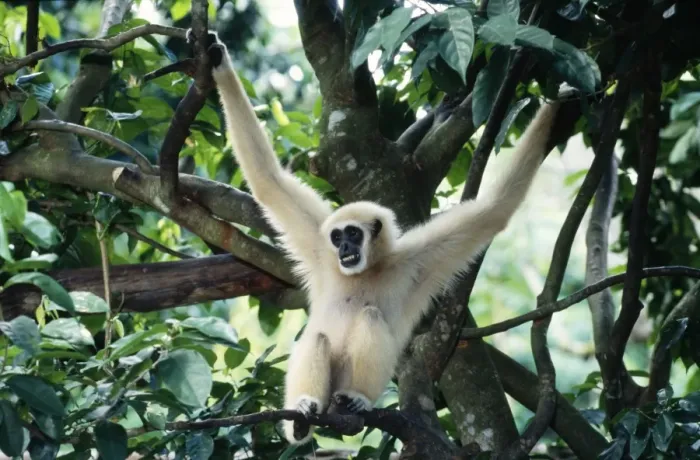 Framed Print : White-handed Gibbon - male S. E. Asia