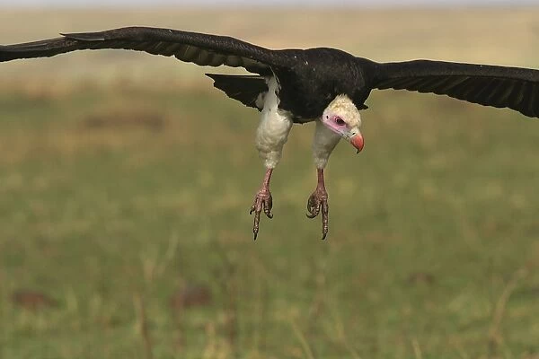 White-headed Vulture In flight Kenya, Africa