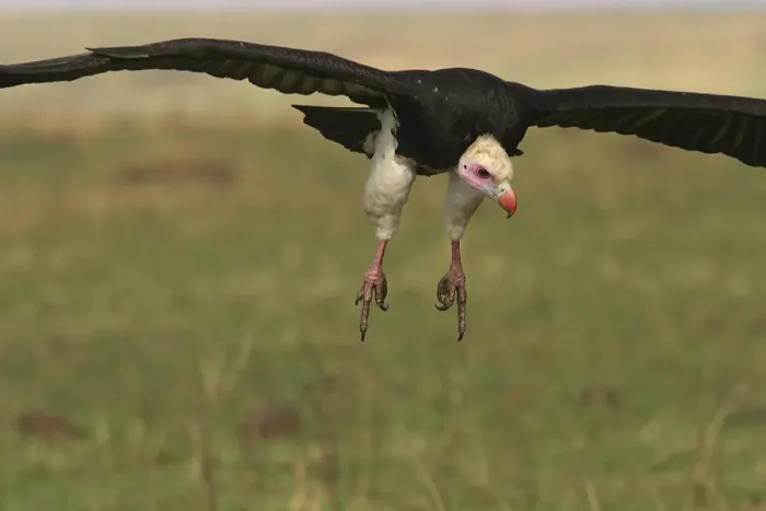 Framed Print : White-headed Vulture In flight Kenya, Africa Framed Print : White-headed Vulture In flight Kenya, Africa
