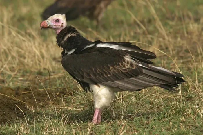 Framed Print : White-headed Vulture Kenya, Africa Framed Print : White-headed Vulture Kenya, Africa