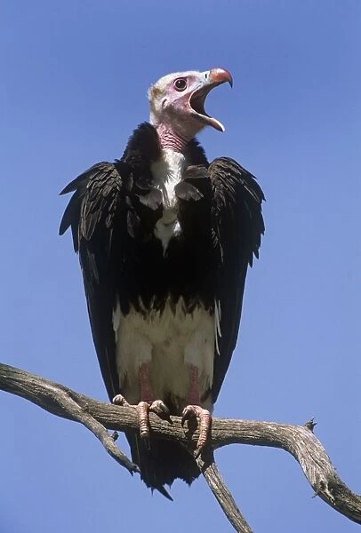 White-headed Vulture - perched on branch Eastern & Central Africa