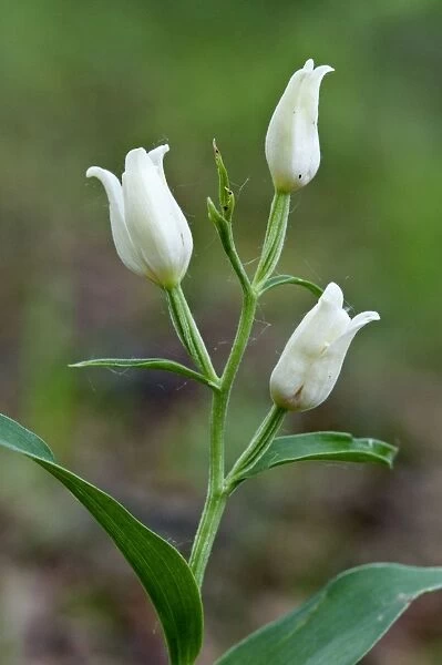 White Helleborine - Suffolk - England