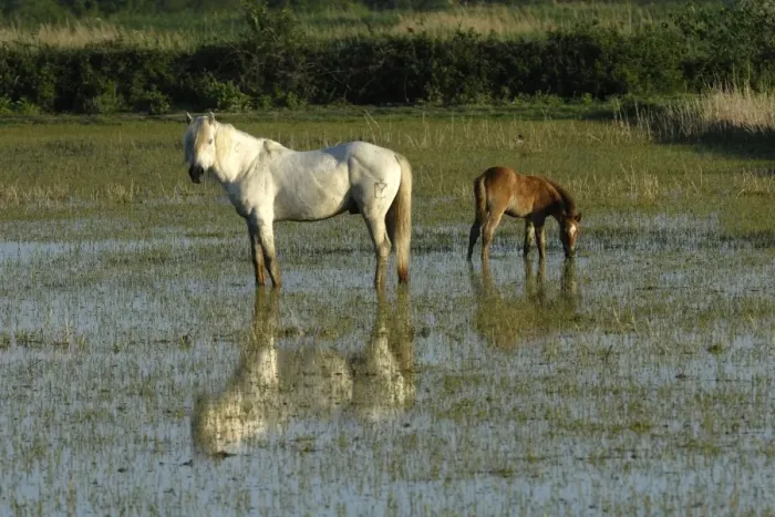 Framed Print : White Horses of Camargue - France Framed Print : White Horses of Camargue - France